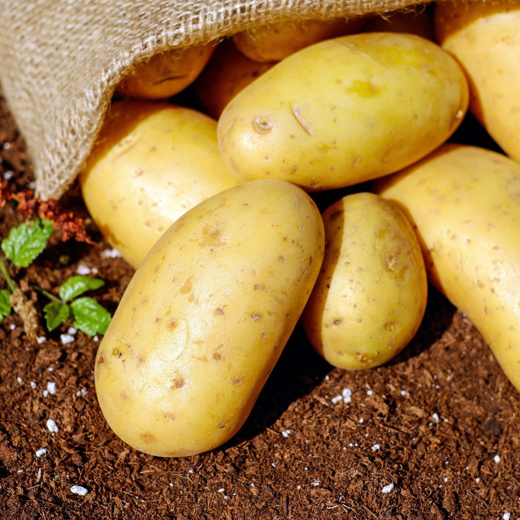 Fresh Potatoes from Al Saif Elite For Export