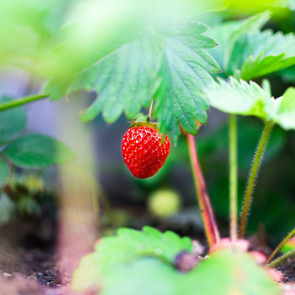 Fresh Strawberry From Al Saif Elite Co. for Export